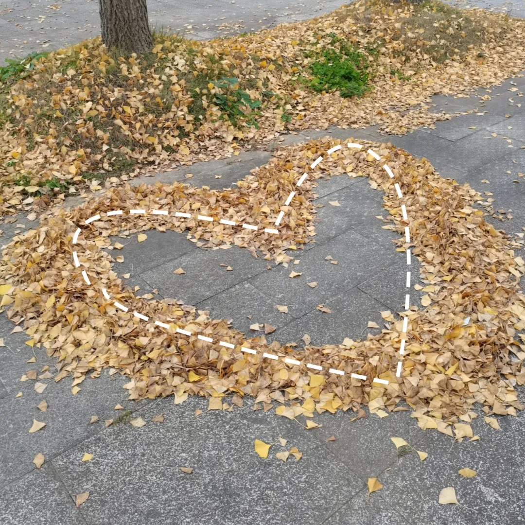 也许能让你回想起不同场景     秋天的落叶 堆成爱心的形状 心形的